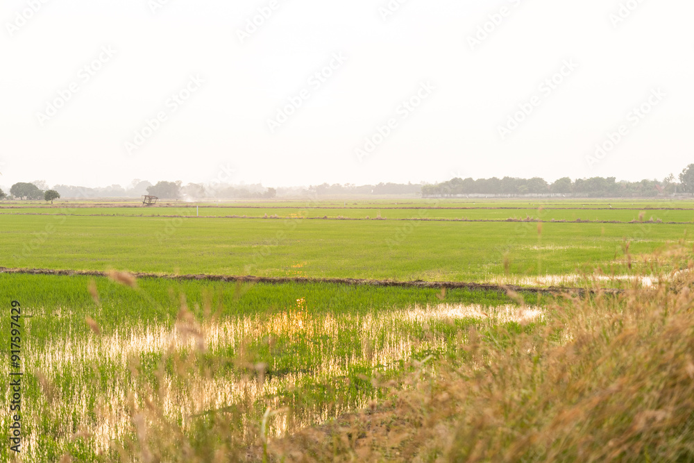 Fototapeta premium Beautiful rice fields and sunset. Green rice seedlings in the rice field. Agriculture in Thailand.