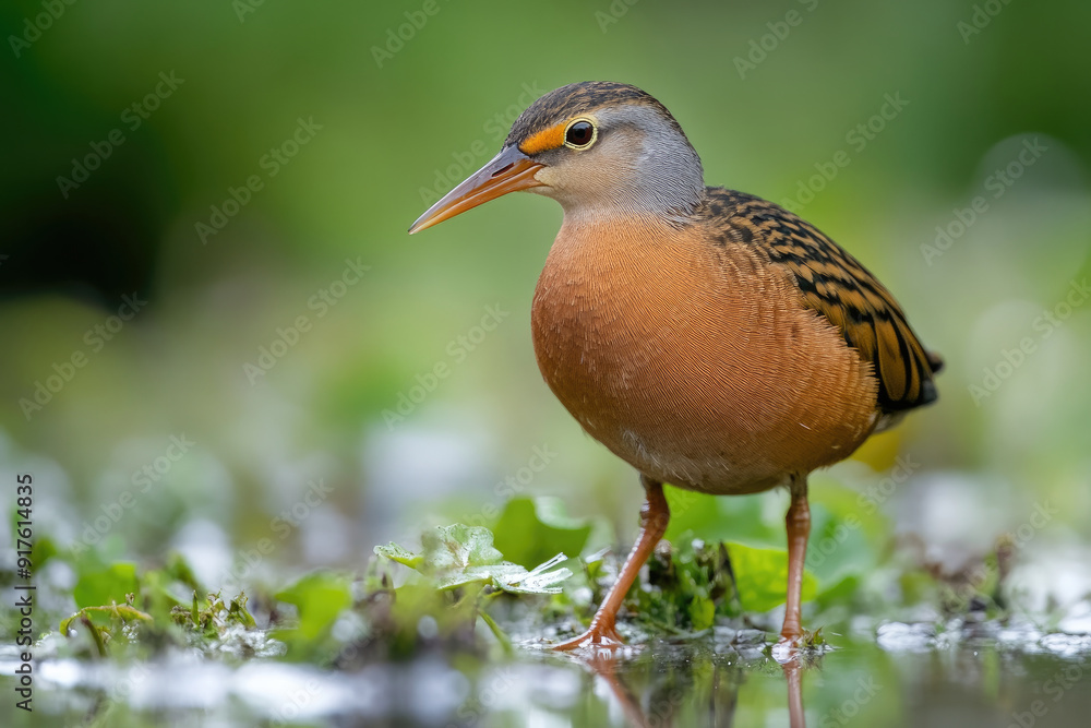 Fototapeta premium Close-up of a Marsh Bird Standing in a Wetland with Green Vegetation