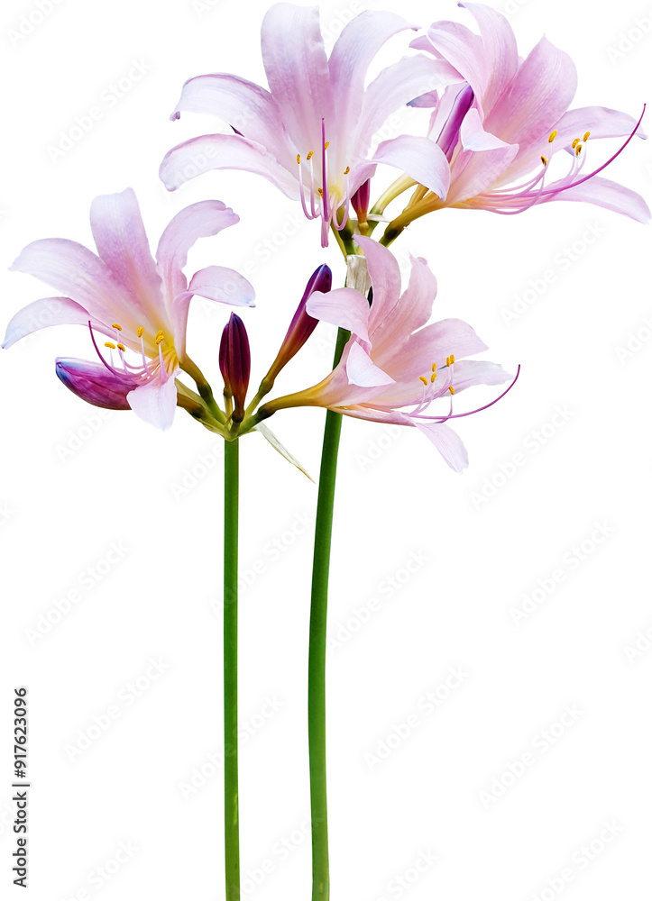 상사화 꽃 상사화 꽃