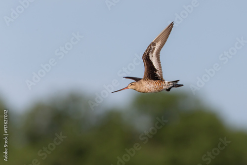 Hudsonian Godwit photo