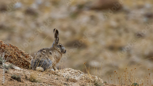 A woolly hare siting alert with its ears up next to a rock at high altitude mountains of Ladakh, India.