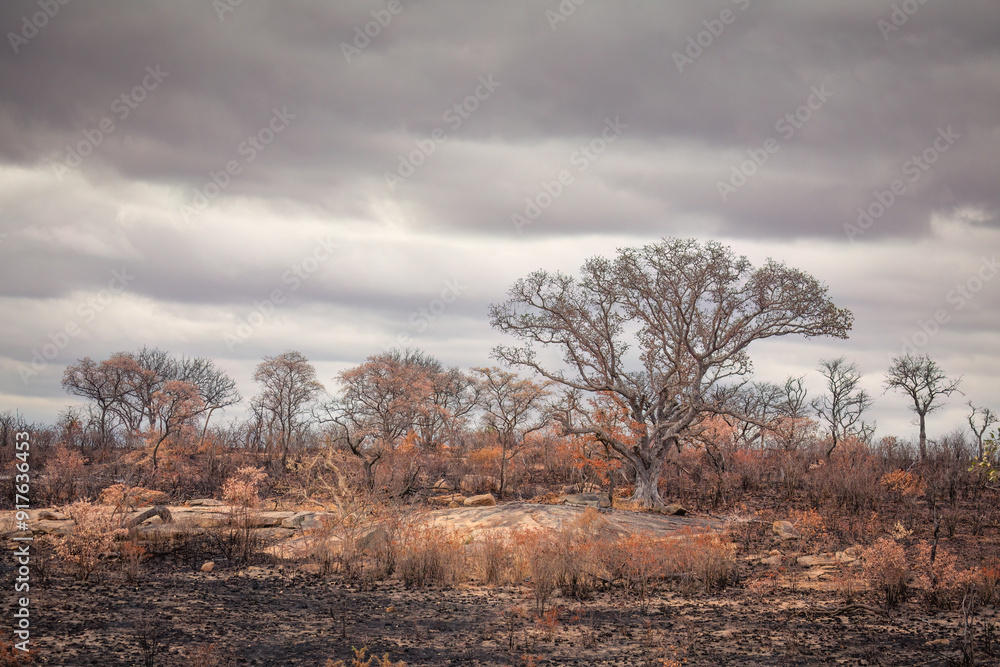 Fire ravaged grass, bush and trees in a bushfire that has now been extinguished, and a heavily overcast sky in the background in the Kruger National Park in South Africa. Fire ravaged grass, bush and trees in a bushfire that has now been extinguished, and a heavily overcast sky in the background in the Kruger National Park in South Africa.