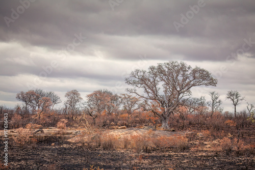 Fire ravaged grass, bush and trees in a bushfire that has now been extinguished, and a heavily overcast sky in the background in the Kruger National Park in South Africa.