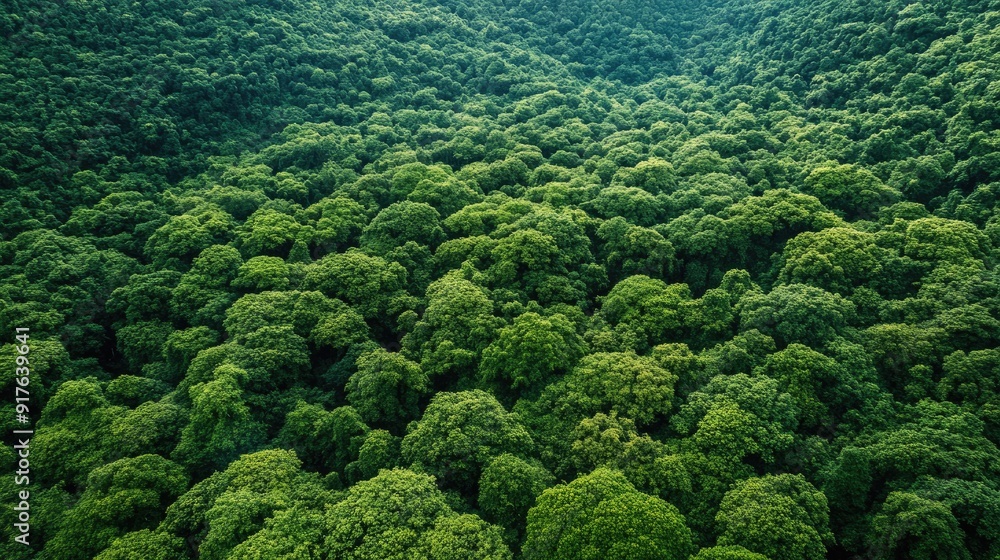 Drone view of amazing green forest with trees and bushes growing in countryside Drone view of amazing green forest with trees and bushes growing in countryside