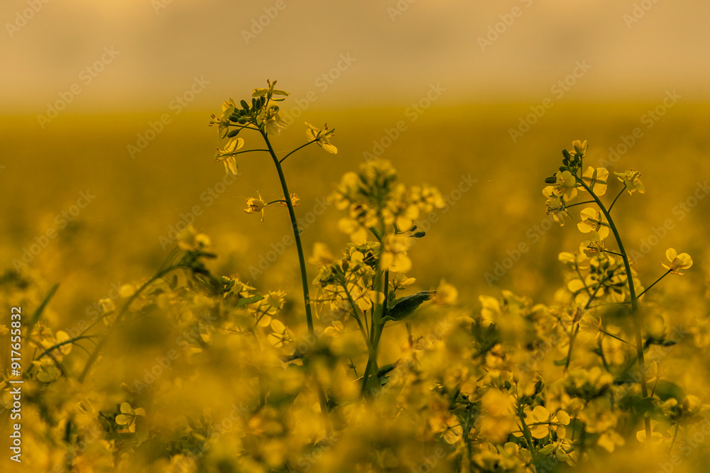 Bright yellow Mustard field. Close-up rapeseed flowers . Winter evening golden landscape background. Bright yellow Mustard field. Close-up rapeseed flowers . Winter evening golden landscape background.