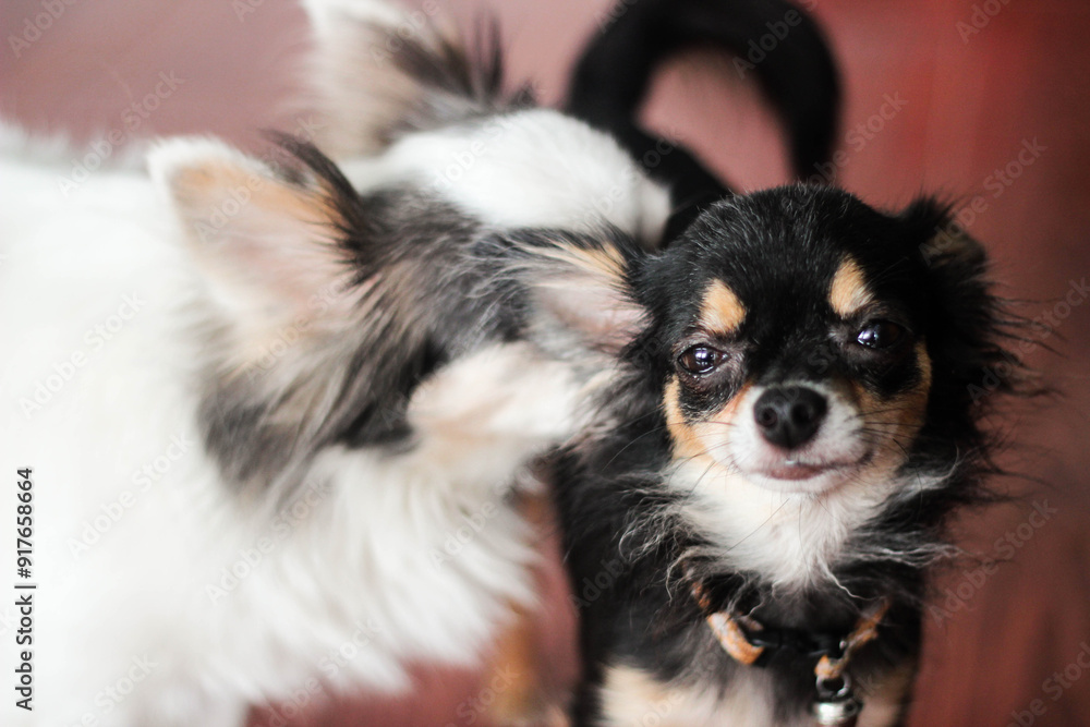 Cute little black chihuahua puppy. Cute little black chihuahua puppy.