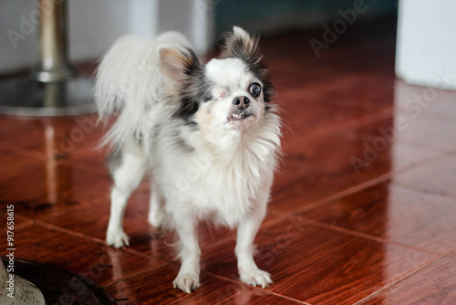 A small white dog with one eye. photo