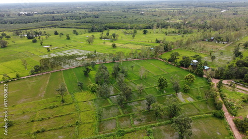Wallpaper Mural Green Paddy Field Ariel View in Thailand.,Aerial view of rice fields. Bird eye view of rice field. Torontodigital.ca