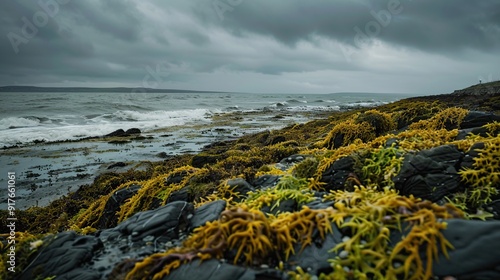 Irish sea moss on background. Generative Ai