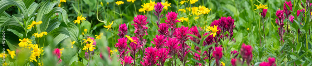 Fototapeta premium Subalpine meadow with Magenta Indian Paintbrush pink flowers blooming in the sun, Mt Rainier National Park 