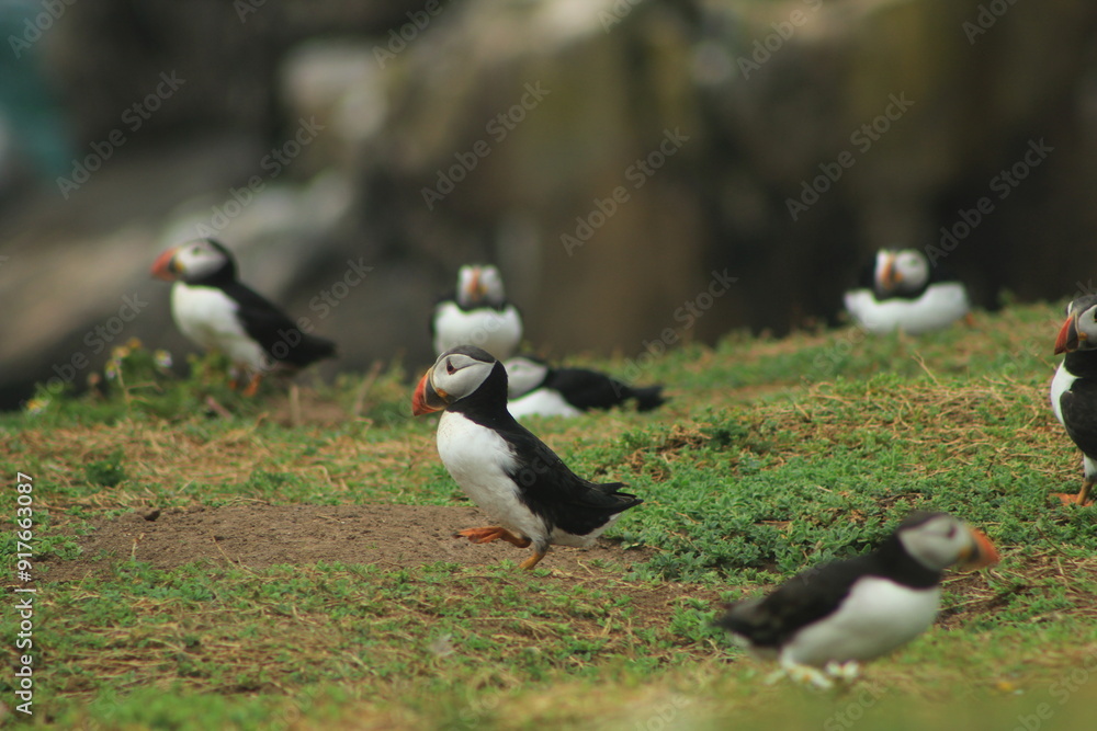 Fototapeta premium puffin birds on the edge of a cliff