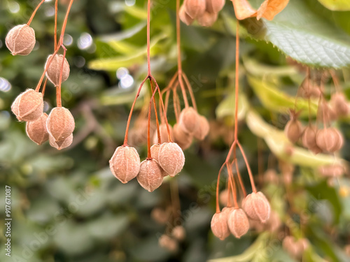 Linden seeds. Dry capsules with seeds on a linden tree.