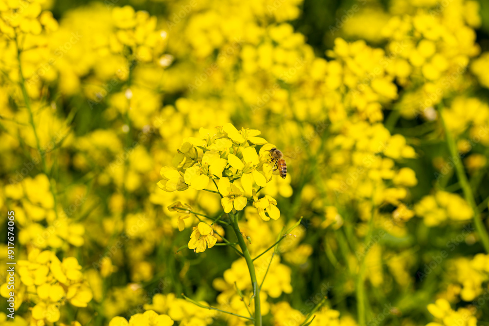 Mustard plant is any one of several plant species in the genera Brassica and Sinapis in the family Brassicaceae (the mustard family). Mustard plant is any one of several plant species in the genera Brassica and Sinapis in the family Brassicaceae (the mustard family).