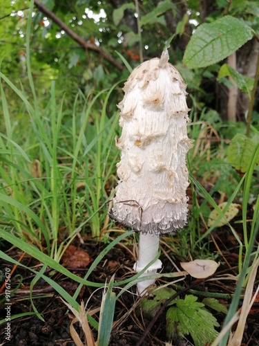 mushroom in the forest