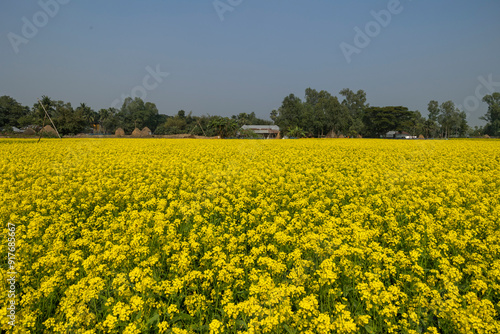 Yellow mustard fields, palm trees and village scene in the background