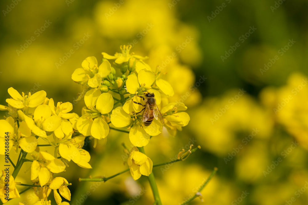 spring, yellow, mustard, field, flower, nature, season, sky, plant, rape, beautiful, colour, soil, seed, blue, garden, landscape, meadow, natural, outdoors, Winter, summer, blossom, hill, cloud, grass spring, yellow, mustard, field, flower, nature, season, sky, plant, rape, beautiful, colour, soil, seed, blue, garden, landscape, meadow, natural, outdoors, Winter, summer, blossom, hill, cloud, grass
