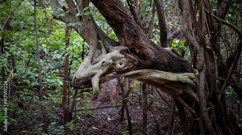 Photography tree in the woods
