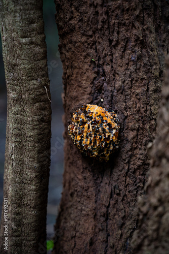gum on tree