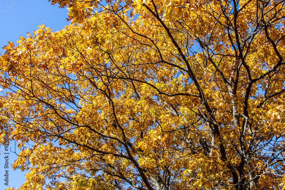 Beautiful autumn colors at Mount Magazine State Park. Beautiful autumn colors at Mount Magazine State Park.