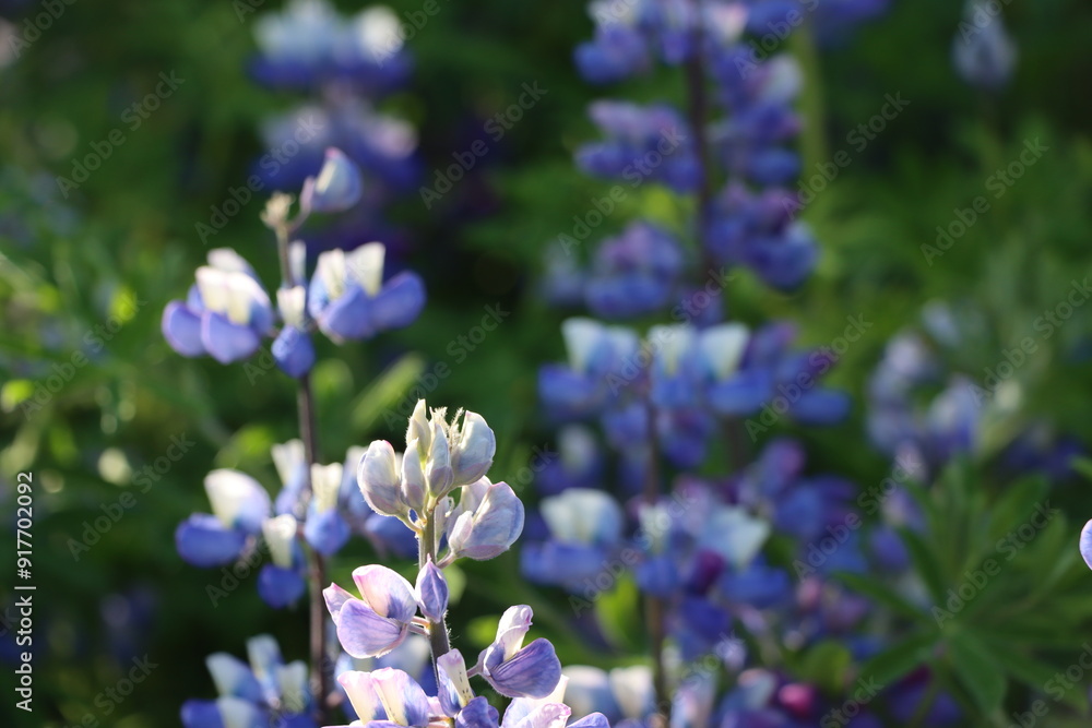 Lupine flowers summer in Iceland. Alaskan Lupine (Lupinus Nootkatensis). Bloom season.
Lupine flowers summer in Iceland. Alaskan Lupine (Lupinus Nootkatensis). Bloom season.