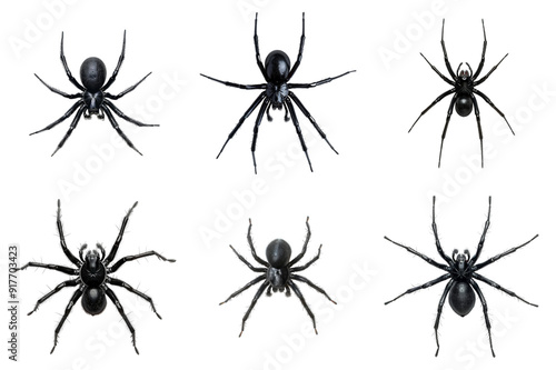 Six Black Spiders on a White Background with Abstract Patterns photo