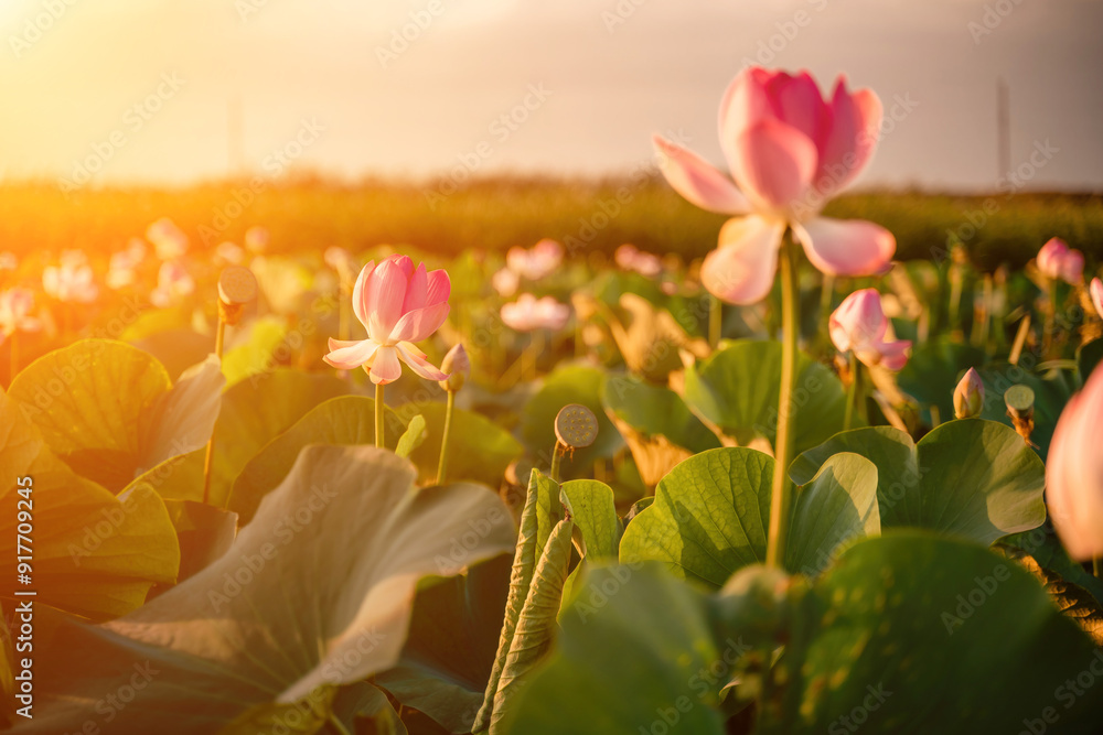 Sunrise in the field of lotuses, Pink lotus Nelumbo nucifera swa