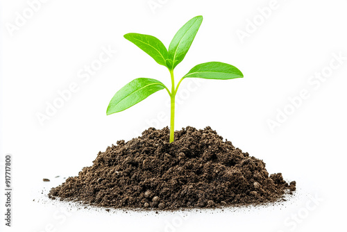 Wallpaper Mural A green sprout growing from the soil isolated on a white background Torontodigital.ca