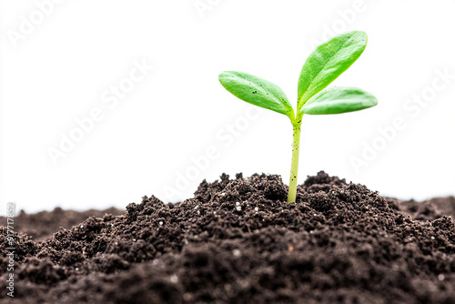 Wallpaper Mural A green sprout growing from the soil isolated on a white background Torontodigital.ca