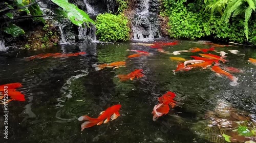 Colorful koi fish in serene pond with lush greenery