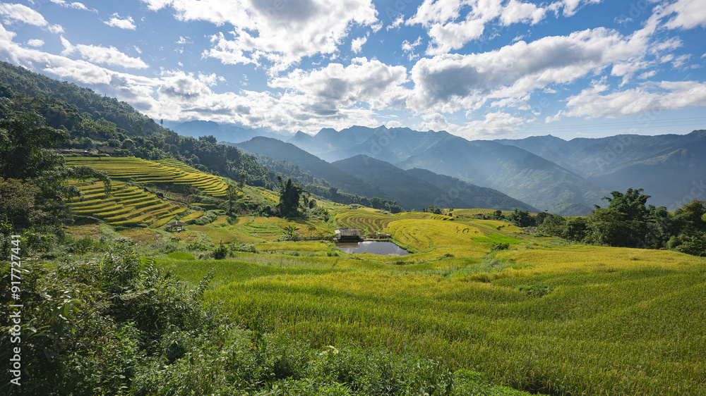 Obraz premium Landscape with green and yellow rice terraced fields and cloudy sky near Sapa in northern Vietnam 