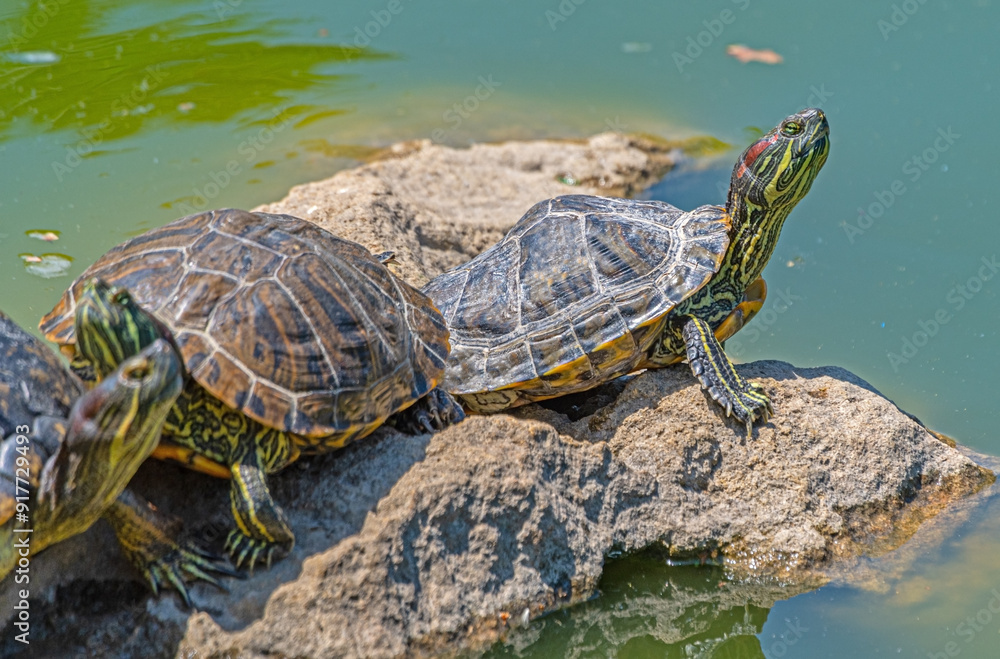 Fototapeta premium turtles basking and swimming in the sun