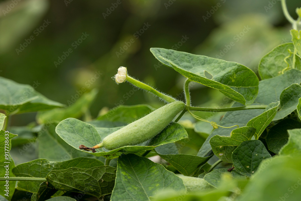 Closeup image of Pointed gourd.In Bangladesh it is known as pot০l. Closeup image of Pointed gourd.In Bangladesh it is known as pot০l.