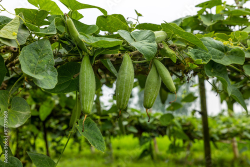 Closeup image of Pointed gourd.In Bangladesh it is known as pot০l.