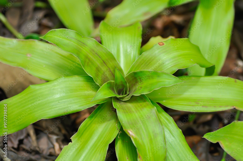 Obraz premium Basket Plant, Chain Plant or Inch Plant or Callisia fragrans or Commelinaceae