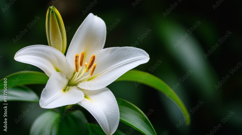 A close-up of a white flower with green leaves in the background is a softly blurred backdrop A close-up of a white flower with green leaves in the background is a softly blurred backdrop