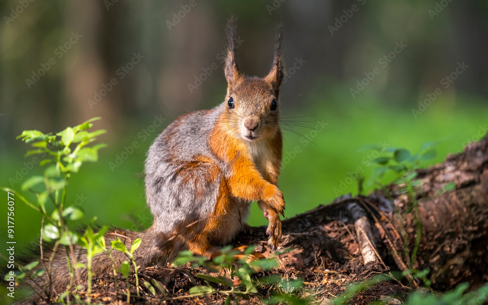 A beautiful squirrel in a forest park in the summer A beautiful squirrel in a forest park in the summer