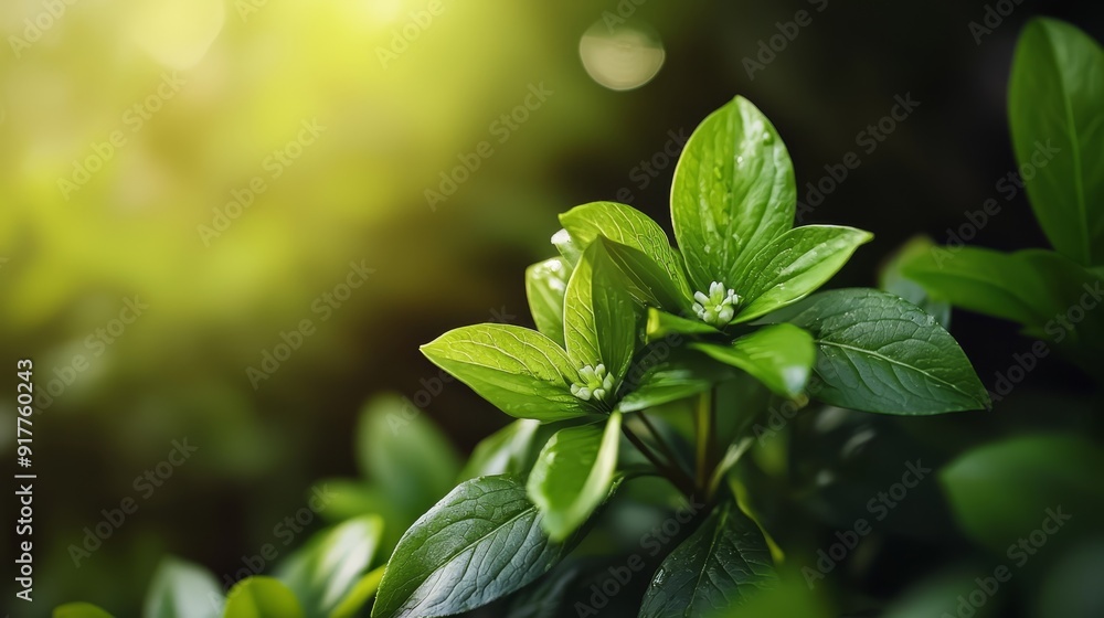 sunlit leaves opposite sunlit leaves opposite