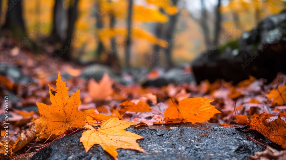 A tight shot of a single leaf atop a rock amidst a dense forest floor, littered with leaves A tight shot of a single leaf atop a rock amidst a dense forest floor, littered with leaves