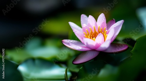  A tight shot of a pink water lily against a backdrop of green leaves, with a soft, out-of-focus background