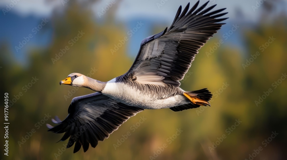 A bird flying in the sky against a backdrop of trees A bird flying in the sky against a backdrop of trees