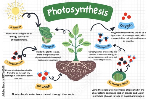 Photosynthesis Diagram