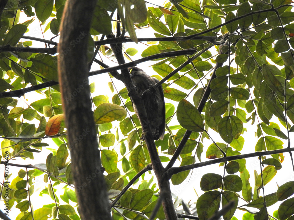 Sunda Pygmy Woodpecker bird on tree Sunda Pygmy Woodpecker bird on tree
