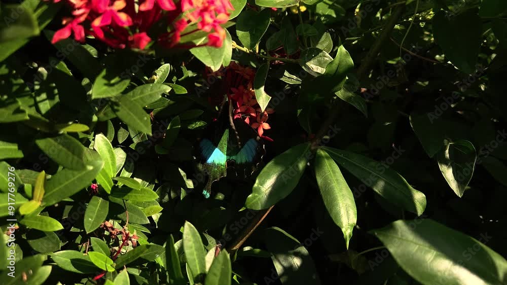 Papilio crino, the common banded peacock, is a species of swallowtail (Papilionidae) butterfly found in India, Odisha. Papilio crino, the common banded peacock, is a species of swallowtail (Papilionidae) butterfly found in India, Odisha.