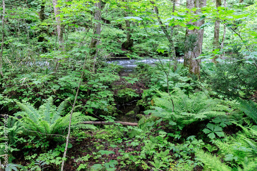 Verdant Undergrowth in a Lush Forest Landscape