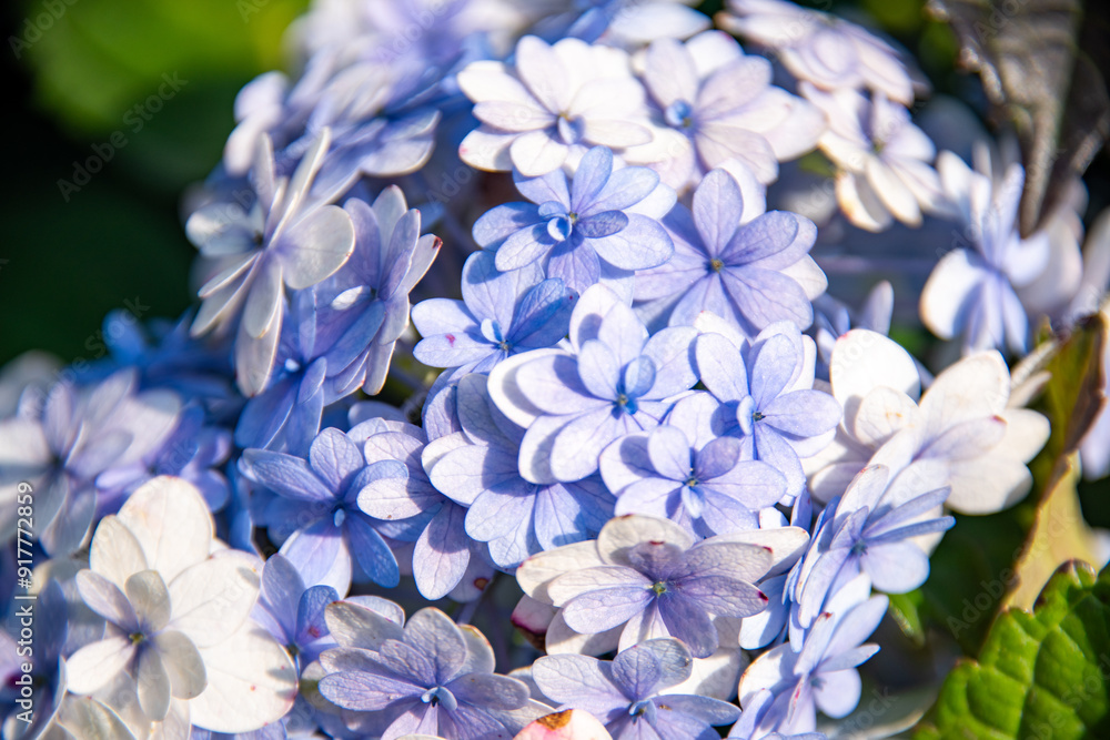 Close-up of beautiful hydrangea bush in the garden Close-up of beautiful hydrangea bush in the garden