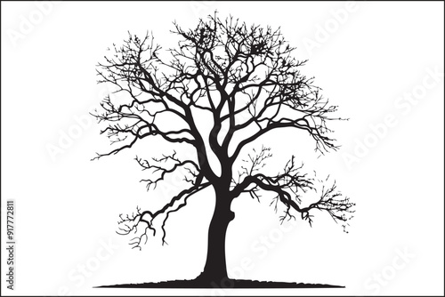 Tree without leaves, bare tree, leafless tree, winter tree, dormant tree, dead-looking tree, skeletal tree, branchy tree, twiggy tree, naked tree, exposed tree, stripped tree, barren tree, unadorned t