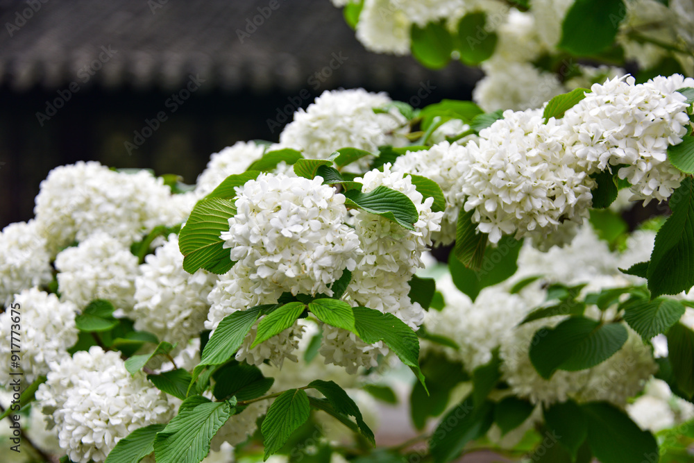 Close-up of beautiful hydrangea bush in the garden Close-up of beautiful hydrangea bush in the garden