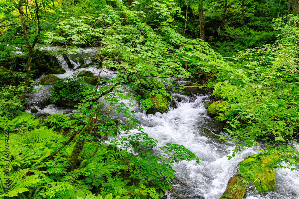 Cascading Stream Surrounded by Lush Green Foliage, Aomori, Japan