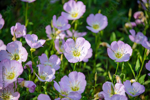 Close-up of Pink Evening Primrose, Oenothera speciosa