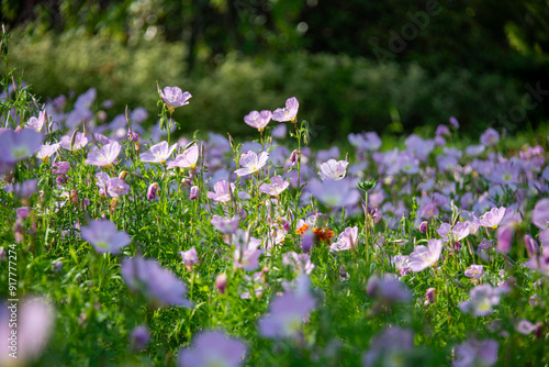 Close-up of Pink Evening Primrose, Oenothera speciosa photo